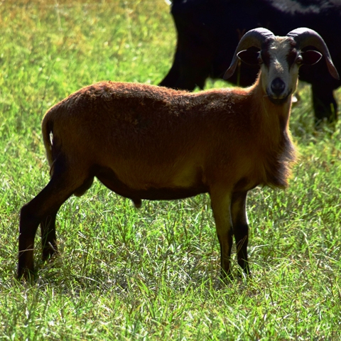 ram lamb - intact